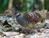 Malaysian partridge, Bukit Fraser