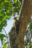 crimson winged woodpecker, Bukit Fraser