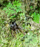 Tarantula, Coremiocnemis hoggi, Bukit Fraser