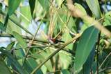 Scimitar babbler, Bukit Fraser