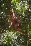 Orangutan mother, Gunung Leuser