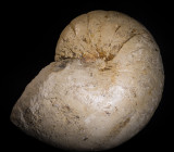 Cretaceous Cymatoceras hilli, Texas