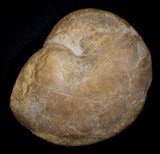Paleogene nautiloid Oman
