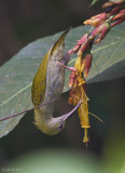 grey breasted spiderhunter, Taman Botani Negara Shah Alam