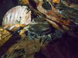 Horned frog 2.jpg