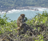Son Tra Mountain macaque