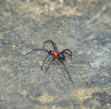 Red spider, Kum Stream