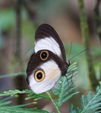 Amathusiid Butterfly (Taenaris catops), Varirata