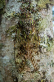 Cicada, Rondon Ridge