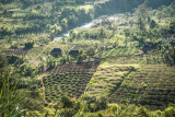 Nebilyer valley gardens. Agriculture has been practised for many thousands of years in this area (perhaps more than 9000)