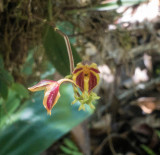 orchid48.jpg