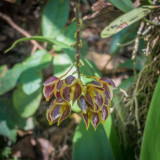 orchid49.jpg