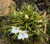 Dendrobium subuliferum