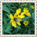 Tickseed Sunflower - bidens aristosa