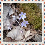 First sign of spring in the woods