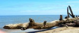 Calvert Cliffs Beach & State Park