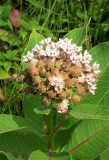 Milkweed in Bloom