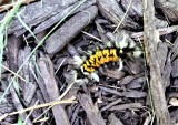 Milkweed Tiger Moth Caterpillar