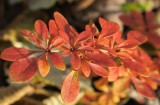 Glowing fall coloring shrub