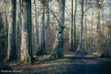 Path through the woods.jpg