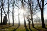 Winter sunlight through trees.jpg