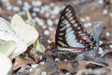 Graphium eurypylus - Great Jay