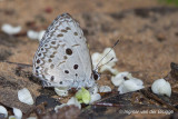 Acytolepis puspa - Common Hedge Blue