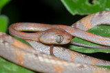 Boiga drapiezii - White-spotted Cat Snake