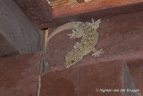 Gekko monarchus - Spotted House Gecko