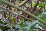 Tragulus kanchil - Lesser Oriental Chevrotain