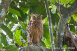 Buffy Fish Owl