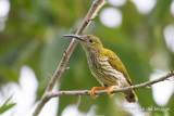 Streaked Spiderhunter