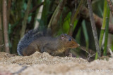 Rhinosciurus laticaudatus - Shrew-faced Squirrel
