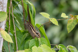 Tamiops macclellandii - Himalayan Striped Squirrel