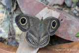 Ypthima fasciata - Malayan Six Ring