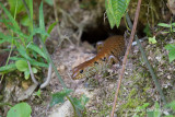 Sphenomorphus praesignis - Blotched Forest Skink