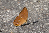 Cirrochroa malaya