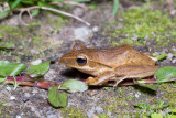 Polypedates leucomystax - Common Tree Frog