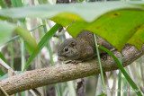 Sundasciurus tenuis - Slender Squirrel