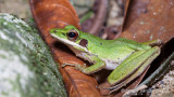 Chalcorana raniceps - Copper-cheeked Frog
