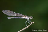 Rhinocypha perforata - Common Blue Jewel