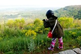 Greens and Yellows