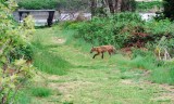 Coyote three miles outside New York City