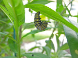 ready to form chrysalis after about 2 weeks