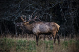 Bugling Bull Elk 