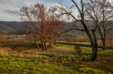 Maples Seeds and Daffodils