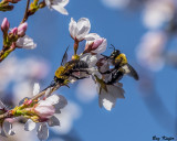 Bumble Bees in the Cherry Blossoms 