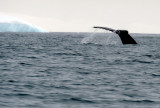 Humpback tail 