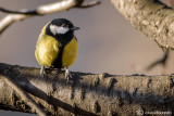 Cinciallegra-Great tit