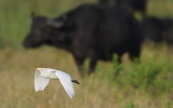 Botswana Birds 2017
